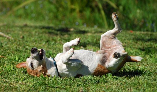 zud-u-sobak зуд у собак